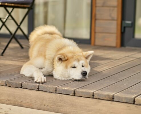 {titel} - {seitenname} Shiba inu dog lying sleeping on porch of house