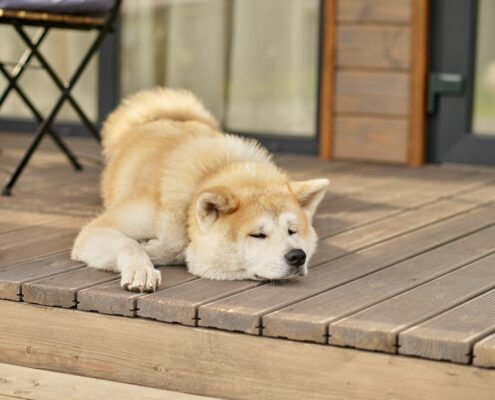 Shiba inu dog lying sleeping on porch of house