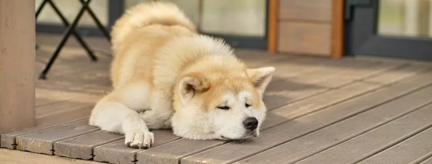Shiba inu dog lying sleeping on porch of house