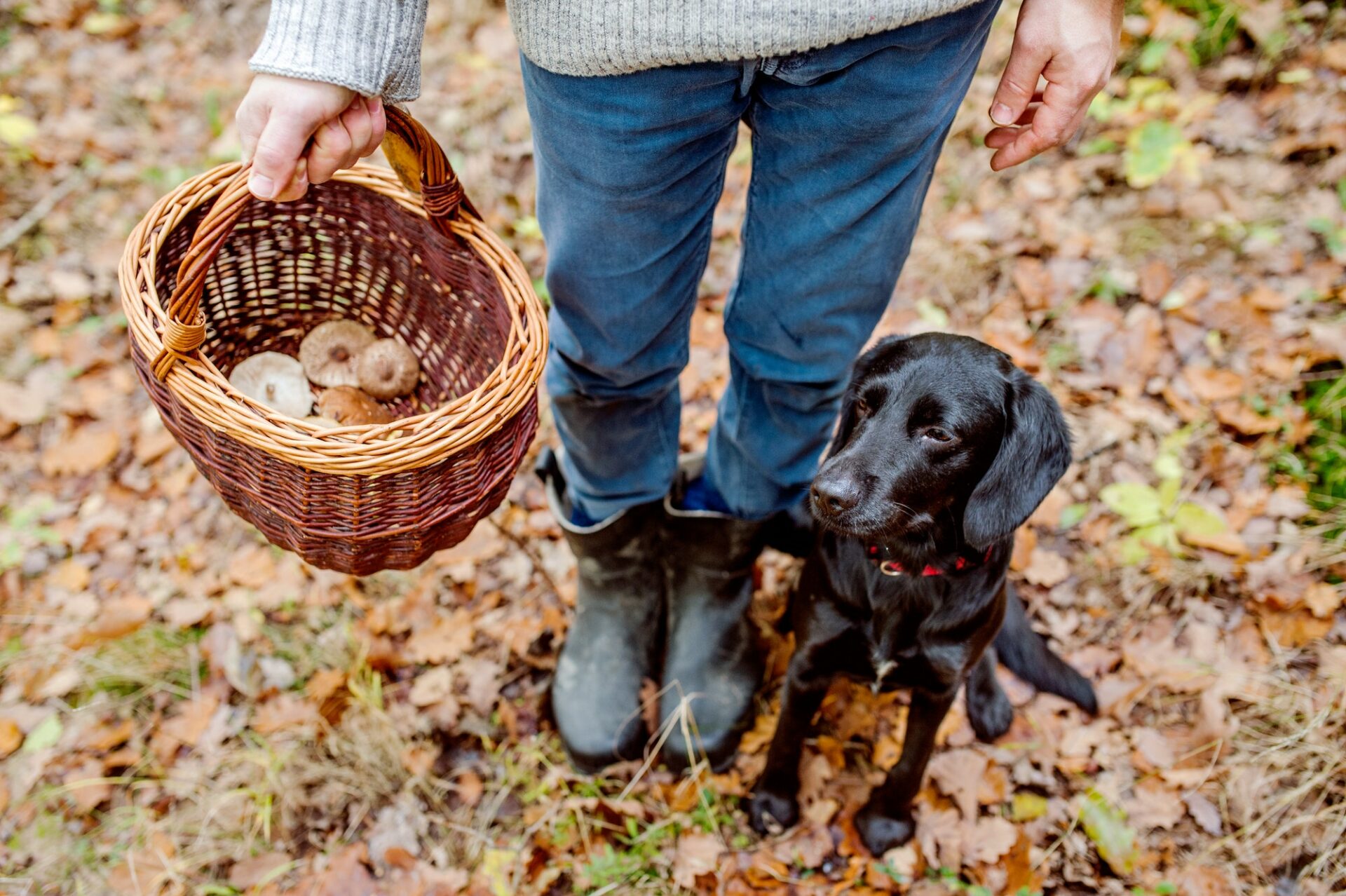 Achtung Giftige Pilze Für Hunde Tiernahrung Friebe