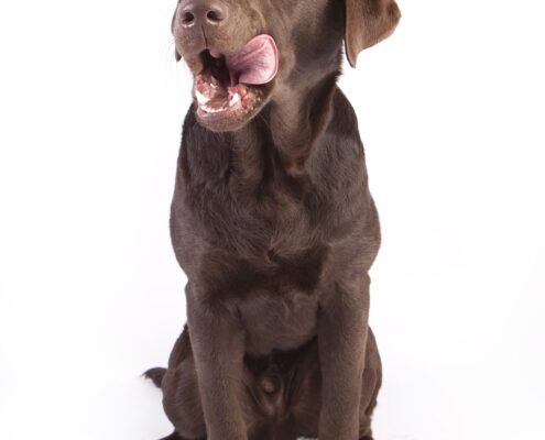 {titel} - {seitenname} dog 2048135 1280