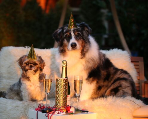 {titel} - {seitenname} Hund silvester Angst vor Silvesterknallern, Hunde, Feuerwerk, Training gegen Geräuschangst, Systematische Desensibilisierung, Pheromonhalsbänder, Geräusch-CDs, Sedierungsmedikamente, Rückzugsorte, Streicheln nicht trösten, Laute Musik oder Fernseher, Silvesternacht, Stressquelle, Geduld und positive Verstärkung