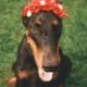 Dobermann