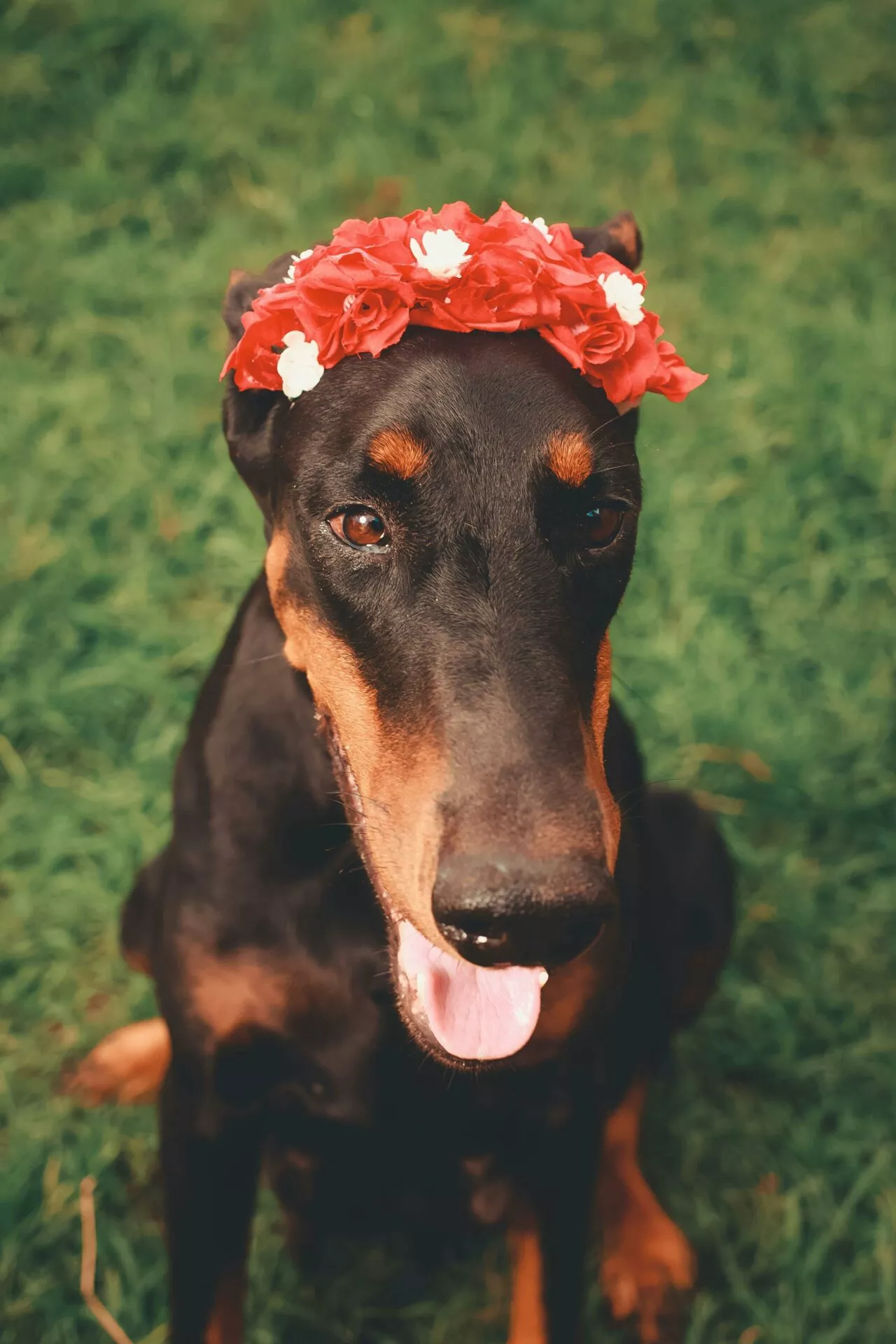 Dobermann