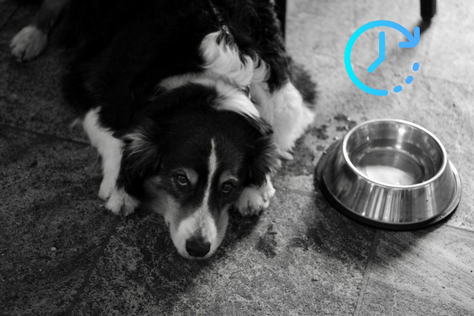 Hund wie oft füttern – Ein Leitfaden für Haustierbesitzer